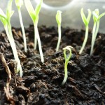 Выращивание шелковицы из семян